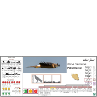 گونه سنقر سفید Pallid Harrier